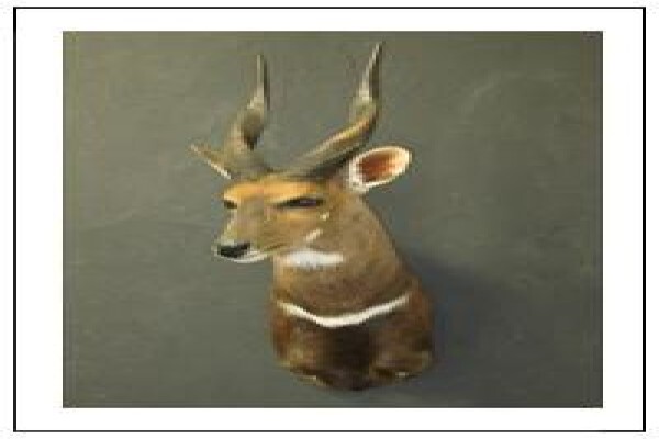 Hunters And Collectors
