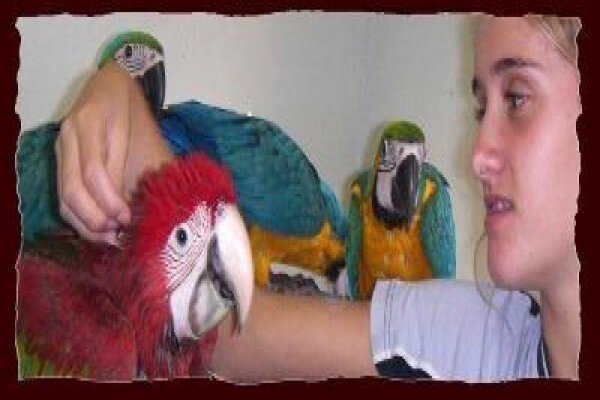 Petbird