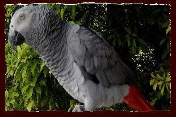 Petbird