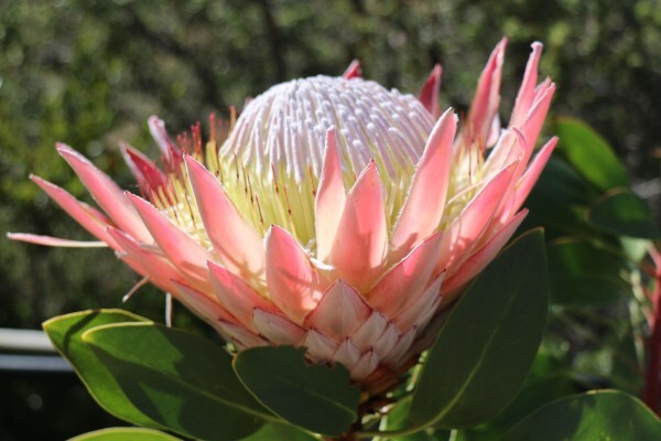 Klipbokkop