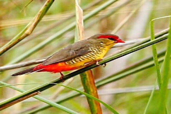 Rare Finch Conservation Group