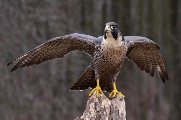 East Coast Falconry Supply