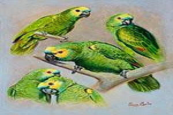 Game Bird Art