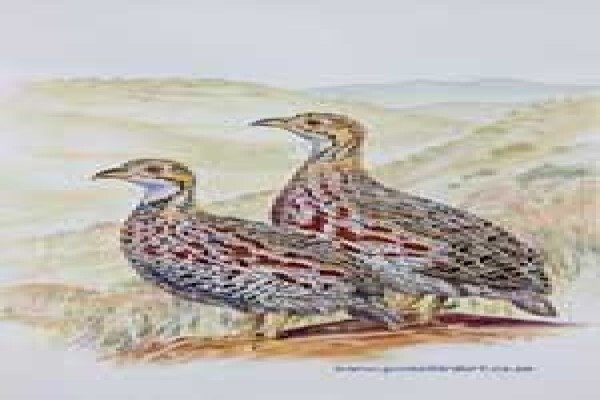 Game Bird Art