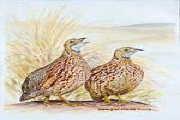 Game Bird Art
