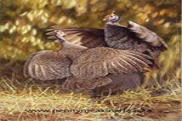 Game Bird Art