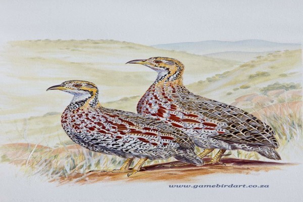 Game Bird Art