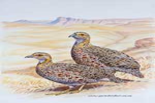 Game Bird Art