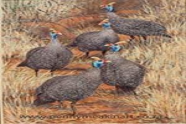 Game Bird Art