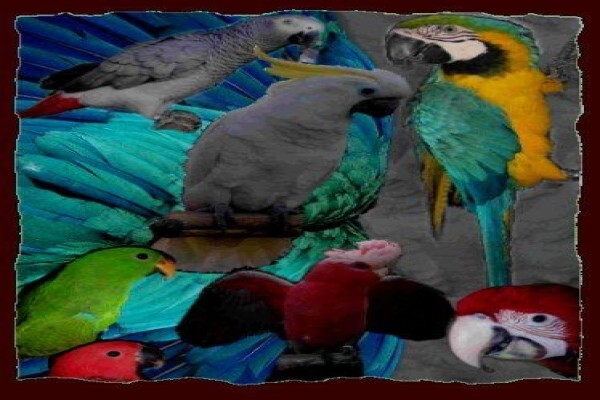 Petbird