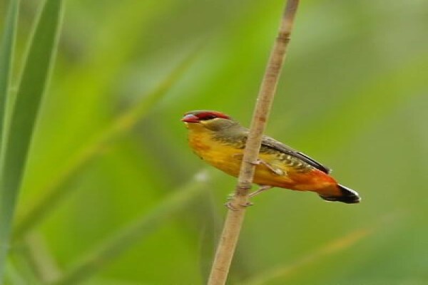 Rare Finch Conservation Group
