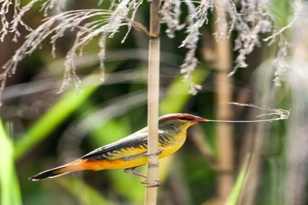 Rare Finch Conservation Group