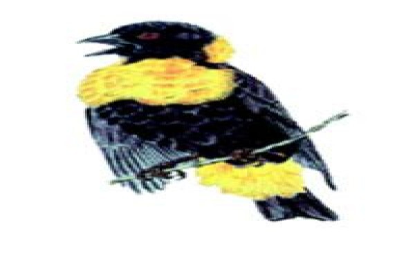 Rare Finch Conservation Group