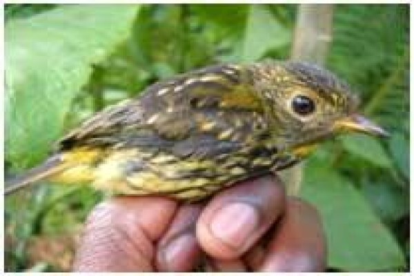 Rare Finch Conservation Group
