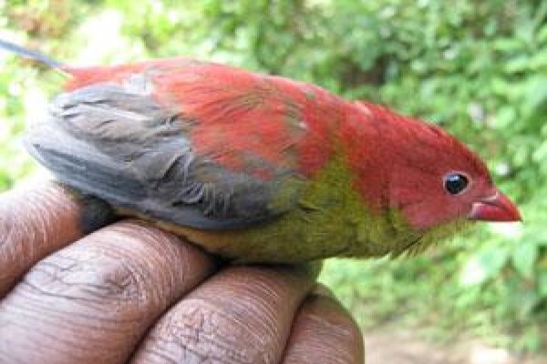 Rare Finch Conservation Group