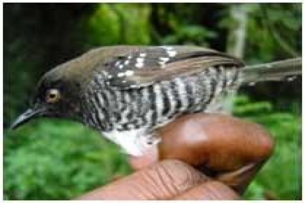 Rare Finch Conservation Group