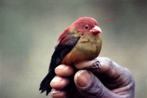 Rare Finch Conservation Group
