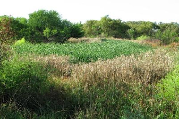 Rare Finch Conservation Group