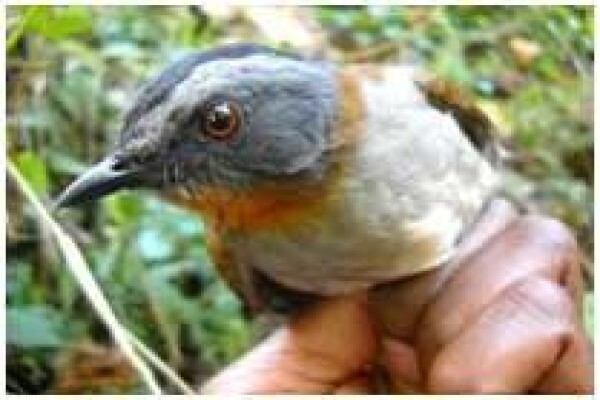 Rare Finch Conservation Group