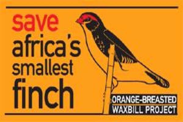 Rare Finch