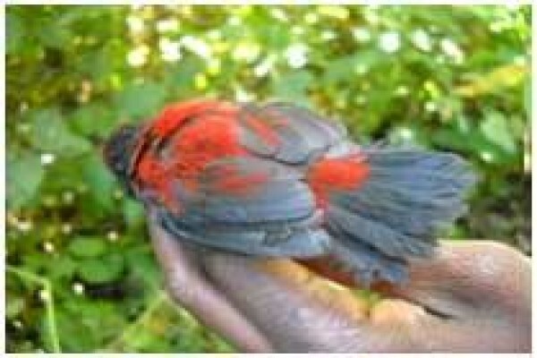 Rare Finch