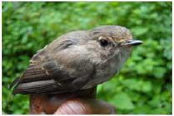 Rare Finch