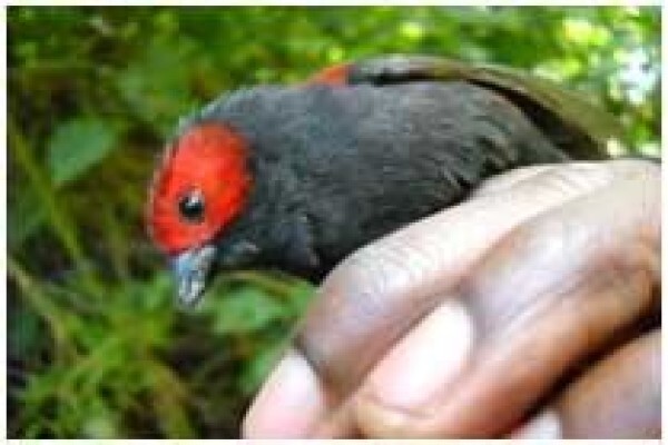 Rare Finch