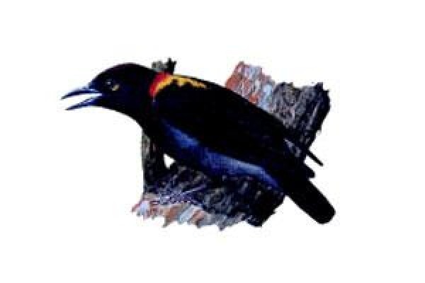 Rare Finch