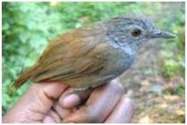 Rare Finch
