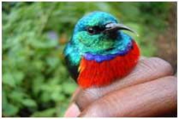 Rare Finch