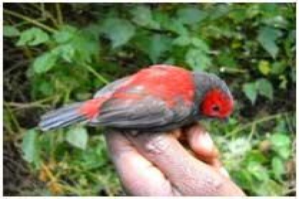 Rare Finch