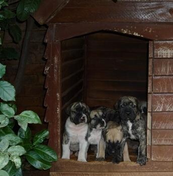 El Castillo Boerboels