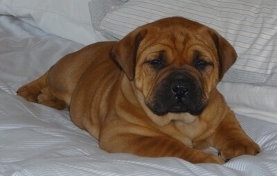 El Castillo Boerboels