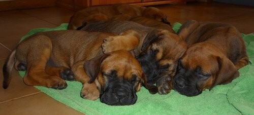 El Castillo Boerboels