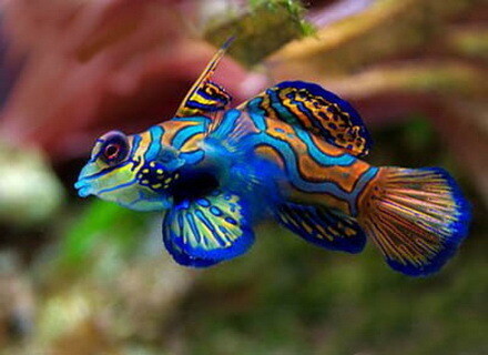 Elite Aquatics