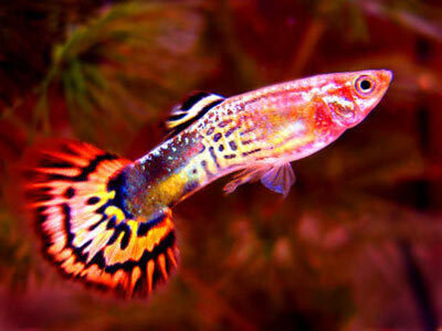 Elite Aquatics