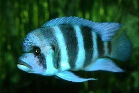 Elite Aquatics
