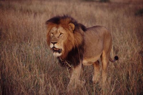 Eagle Africa Tours