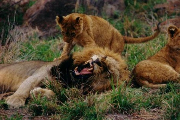 Eagle Africa Tours