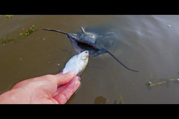 Earn While You Shop