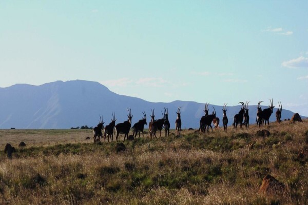 East Cape Safaris