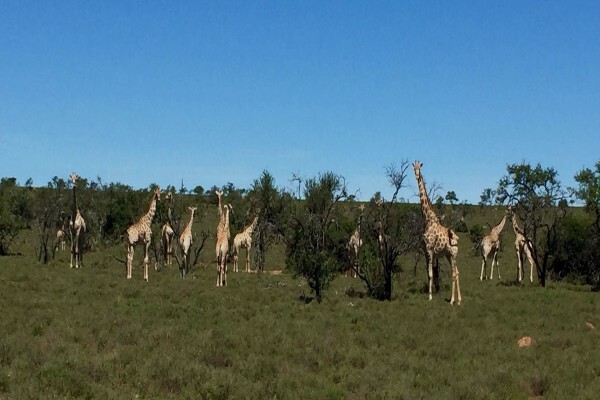East Cape Safaris