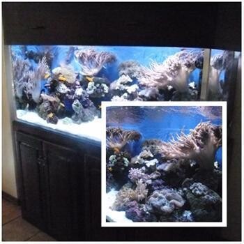 East Coast Aquatics - Professional Aquarists