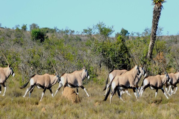 East Cape Safaris