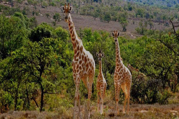 East Cape Safaris