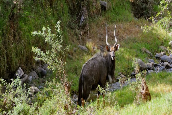 East Cape Safaris