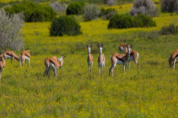 East Cape Safaris