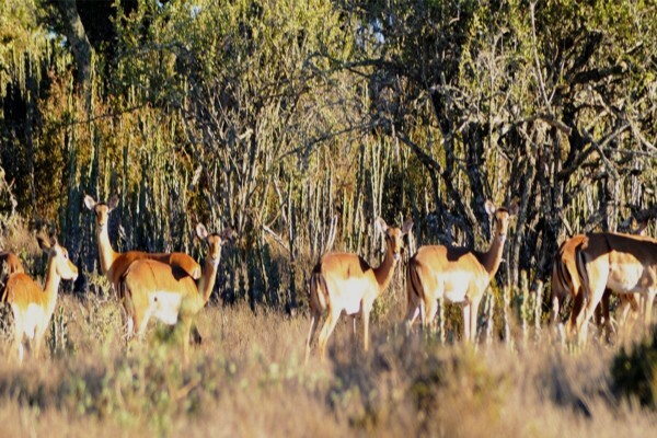 East Cape Safaris