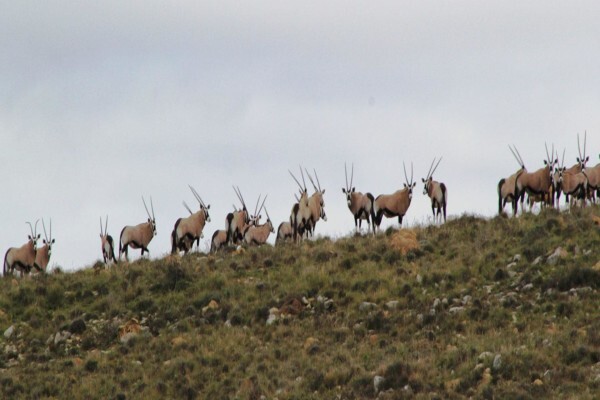 East Cape Safaris