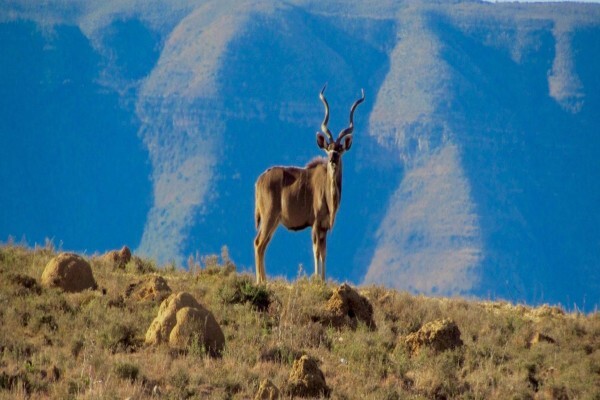 East Cape Safaris